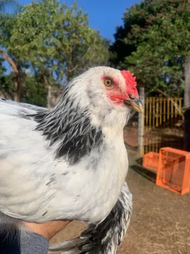 Frango(a) Brahma