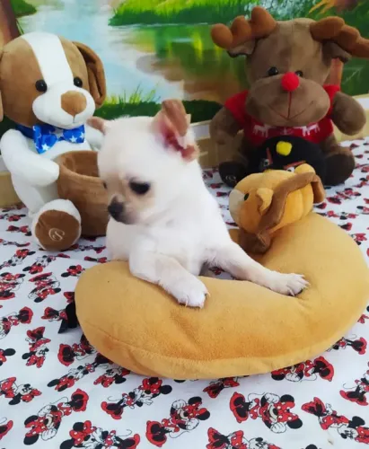 Chihuahua Fêmea Dourada Amor Verdadeiro!