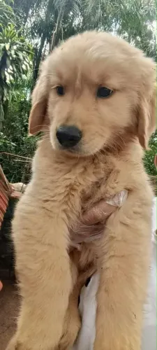 Golden Retriever magnífico