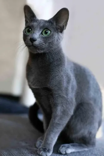 Gato Russian Blue Disponível 