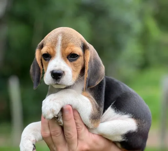 Filhote de Beagle