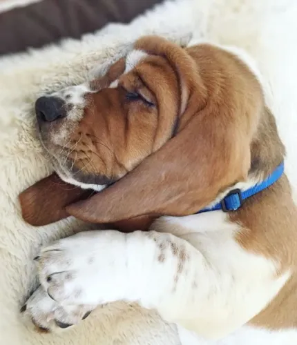 Basset Hound Belos á venda !!