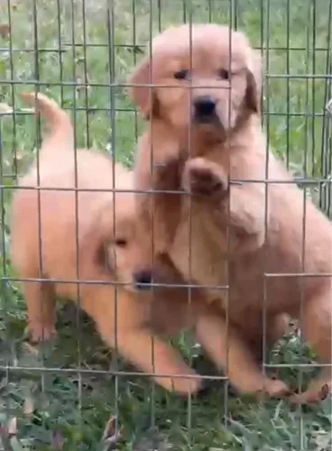 Golden Retriever lindos filhotes
