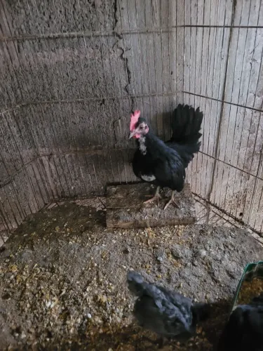 Vende-se garnize serama 3 mesi