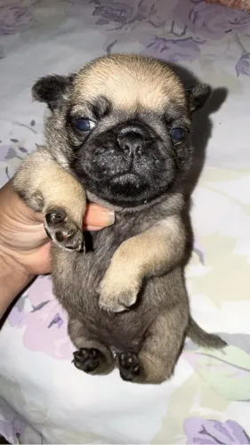 Vendo lindos filhotes da raça Pug *