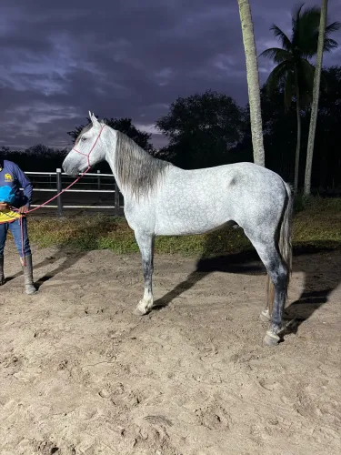 Potro mangalarga marchador