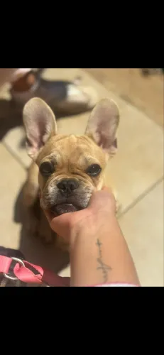 VENDE-SE BULDOGUE FRANCÊS