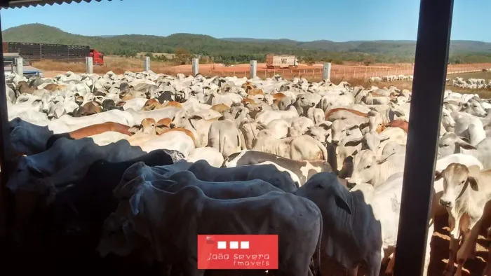 Fazenda para Venda em Porto Nacional