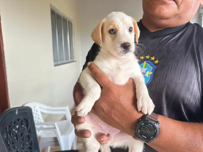 Doação de cachorro de raça misturada.