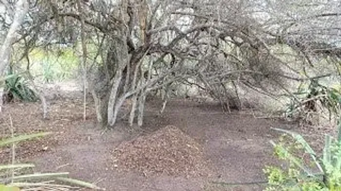  terra de quixabeira (saco )