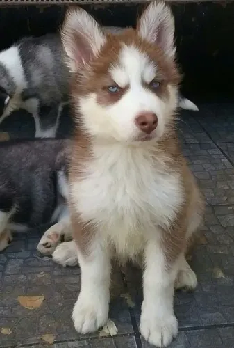 Cachorro filhote Husky pelagem negra e branca com contrato