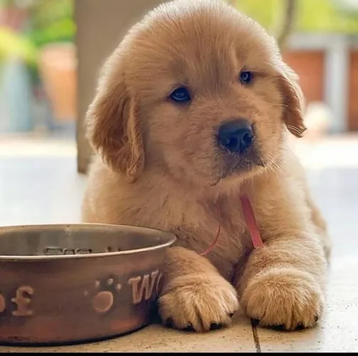 Golden Retriever Seu Próximo Porto Seguro Pode Ter Quatro Patas