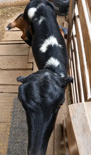 Vende-se cabras 