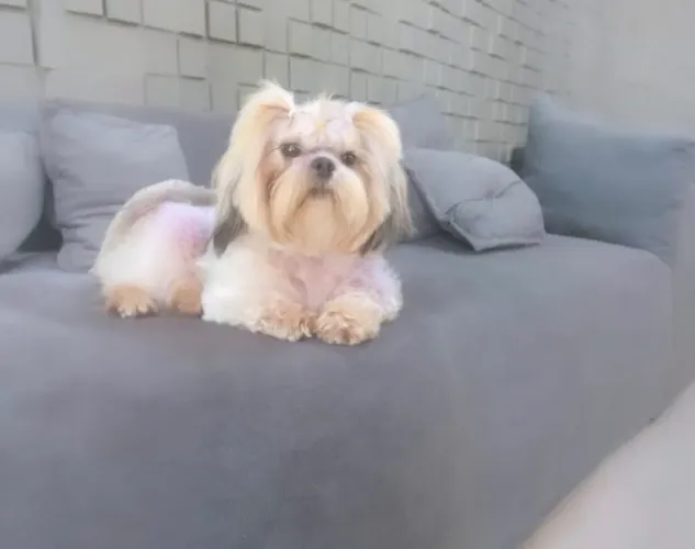 Shihtzu mini fêmea  castrada 