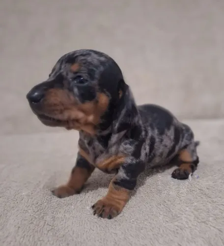 Basset arlequim femea ótima linhagem