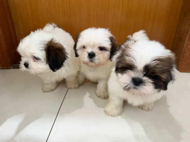 Filhotes de Shi tzu Macho
