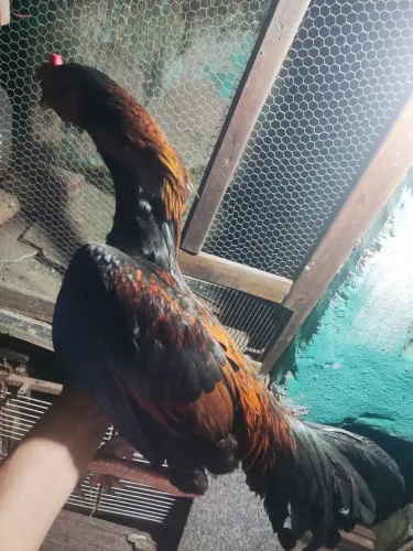 Galo