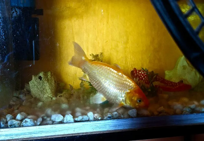 Carpa dourada 22 centímetros