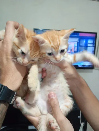 Filhos de gatos pra adoção ?