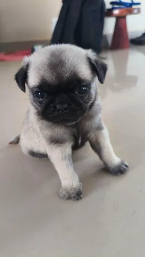 Pug Macho 