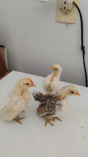Pintinhos Serámas