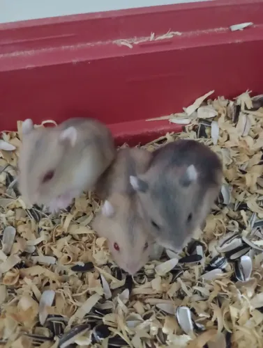 Hamster anão russo 