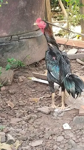 Franguinho misturado com mura