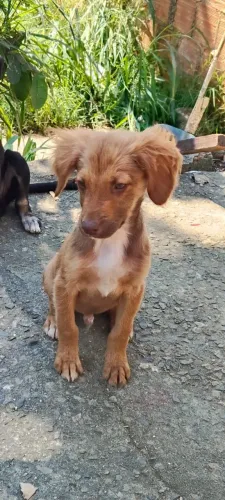 Doação de cachorro