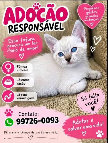 Gatinhos para adoção