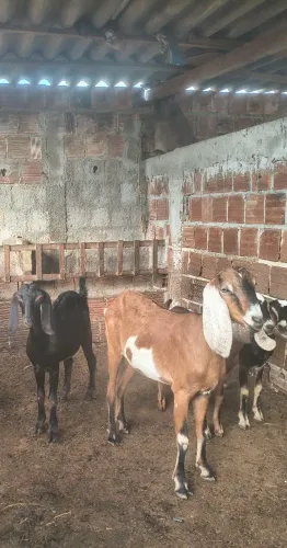 Vendo cabras anglo nubiana