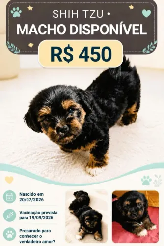 Filhote de Shih Tzu Macho ? Criado em Família (Pronto para o Novo Lar)