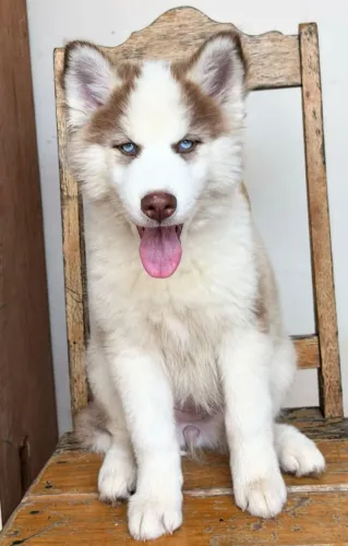 Vendo filhote de husky 