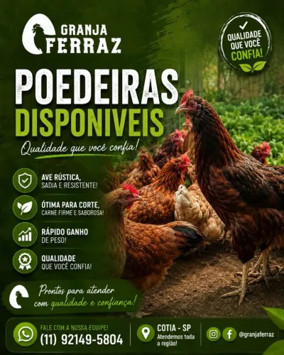 Poedeiras 2/3 anos em Postura