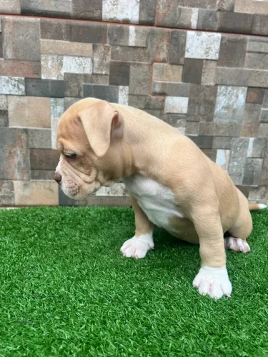 Filhote American Bully fêmea 