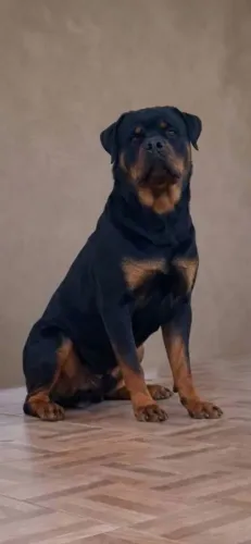 Rottweiler