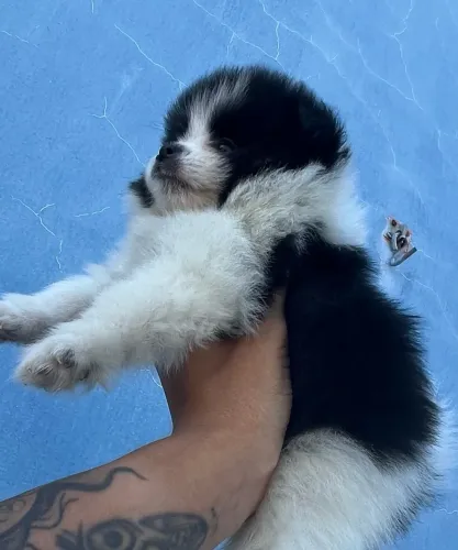 Spitz alemão anão
