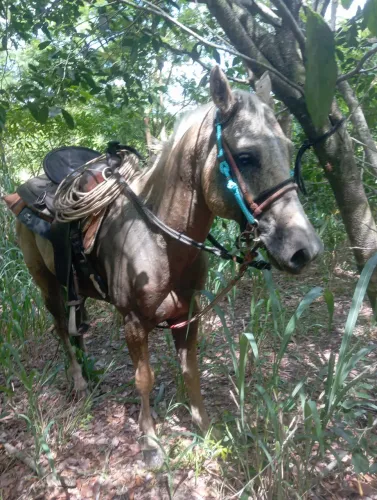 Cavalo quarto de milha 