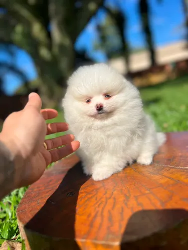 Lulu da Pomerânia - machinho