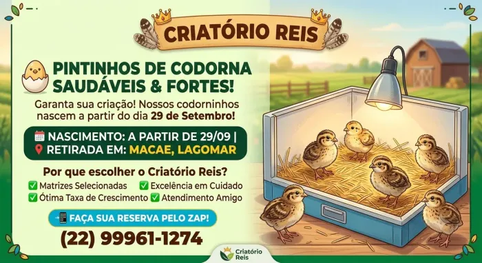 Codorna filhotes