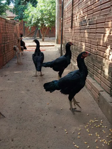 Frango Indio Galinha