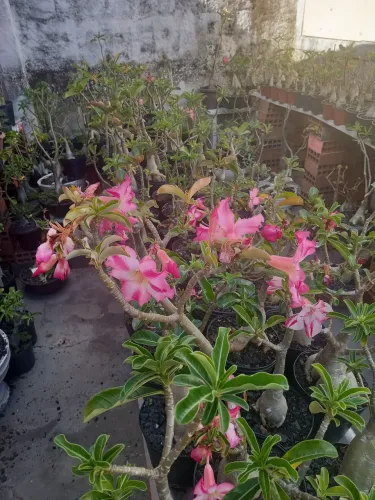 Rosas Deserto 