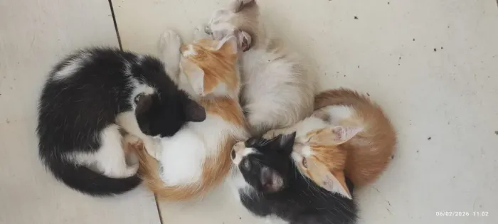 DOAÇÃO RESPONSÁVEL 