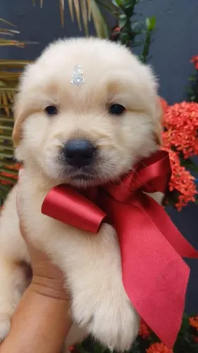 Macho e Fêmea , Lindos de Golden Retriever Vermifugados