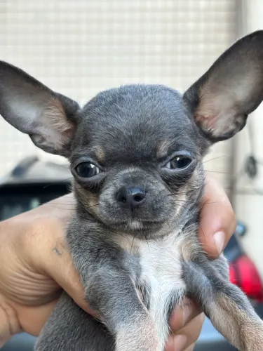 Chihuahua blue and tan macho pelo curto