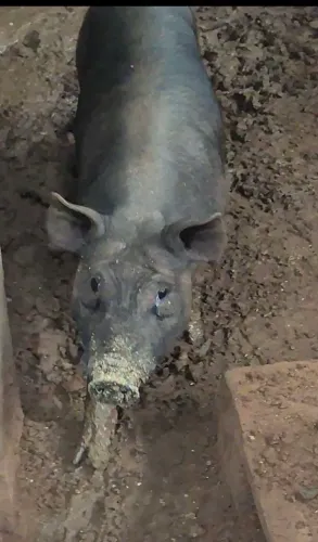 Vendo porco capao media 70 kilo bruto e 1 leitao 25 kilo bruto