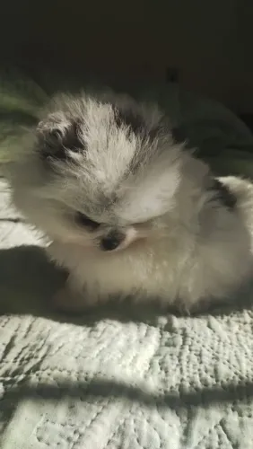 Vende se linda femea de Spitz ( lulu) excelente linhagem 