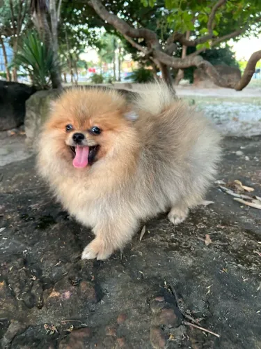 Spitz Alemão | Alto padrão- ursinho