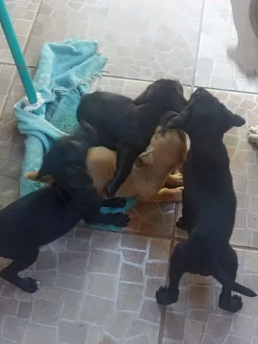 Cachorrinhos 2 meses