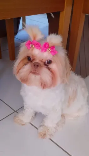 Shitzu procurando namorado