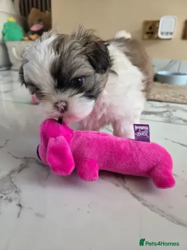 Baby neném Shih Tzu/ Shitzu filhotinhos carinhosos vacinados macho e fêmea com garantias